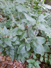 Scutellaria altissima