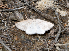 Petrophora subaequaria