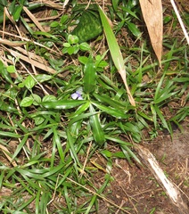 Coleotrype natalensis