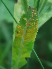 Puccinia pulverulenta