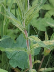 Puccinia pulverulenta