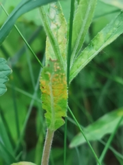 Puccinia pulverulenta