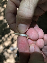 Notropis atherinoides