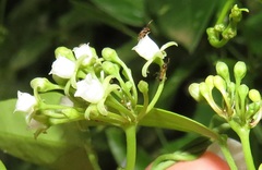 Cynanchum ellipticum