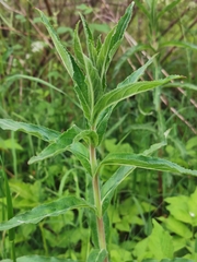 Puccinia pulverulenta