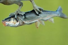 Mylocheilus caurinus