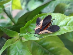 Sephina vinula