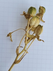 Magnoliopsida