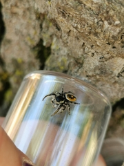 Phidippus insignarius