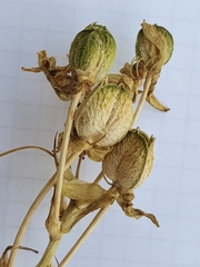 Magnoliopsida