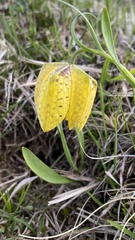 Fritillaria collina