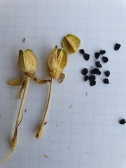 Magnoliopsida