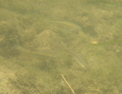 Alburnoides eichwaldii