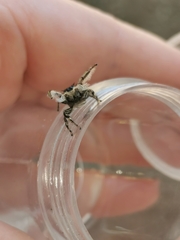 Phidippus insignarius