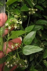 Cynanchum ellipticum