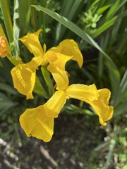 Iris pseudacorus