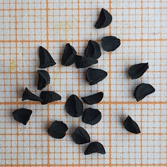 Magnoliopsida
