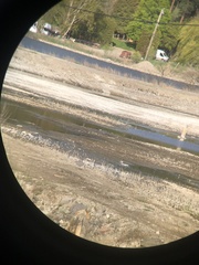 Charadrius semipalmatus