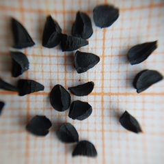 Magnoliopsida