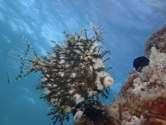 Chaetodermis penicilligerus