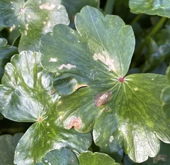 Entyloma