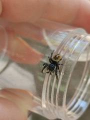 Phidippus insignarius