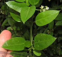 Cynanchum ellipticum