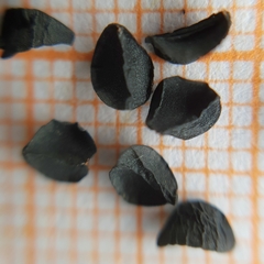 Magnoliopsida