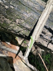 Insecta