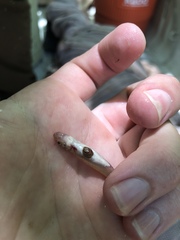 Hybognathus placitus