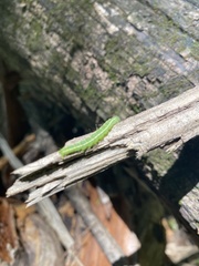 Insecta