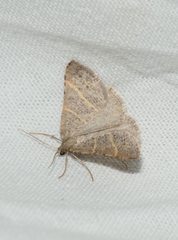 Perigune narbonea