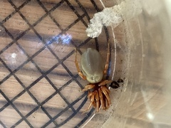 Araneae