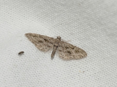 Eupithecia oxycedrata