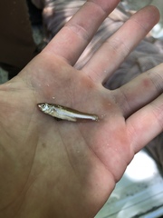 Hybognathus placitus