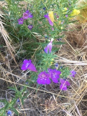 Penstemon heterophyllus