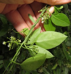 Cynanchum ellipticum