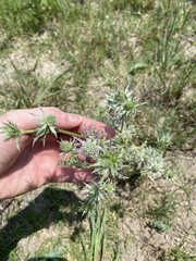 Eryngium hookeri