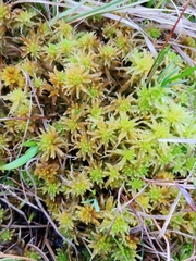 Sphagnum pulchrum
