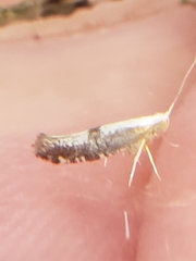 Argyresthia spinosella