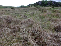 Sphagnum pulchrum