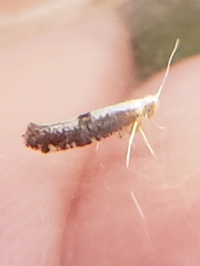 Argyresthia spinosella