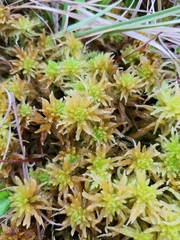 Sphagnum pulchrum