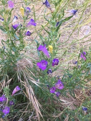 Penstemon heterophyllus