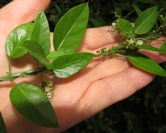 Cynanchum ellipticum