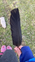 Pyrrhocorax graculus