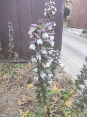 Acanthus mollis