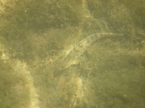 Kura loach (Oxynoemacheilus brandtii) — Nemacheilidae