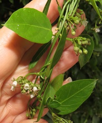 Cynanchum ellipticum