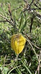 Fritillaria collina